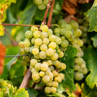 Druif - Druif 'Chardonnay' - Vitis vinifera chardonnay