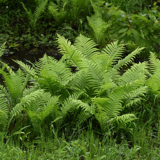 Struisvaren (x2) - Bakker