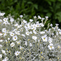 Verkoop Viltige hoornbloem (x3) - Cerastium tomentosum