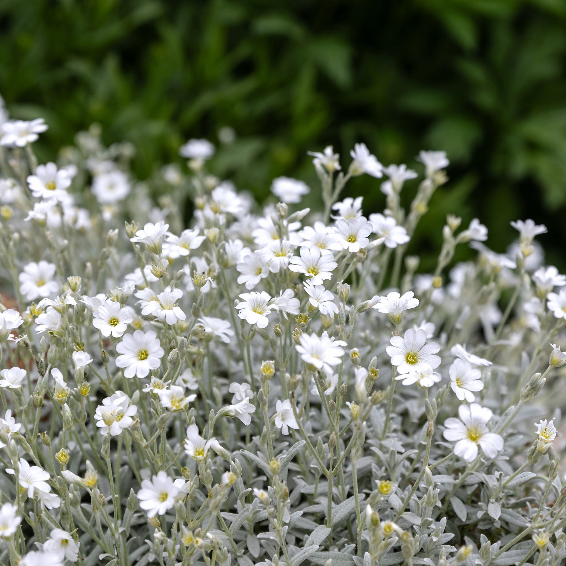 Verkoop Viltige hoornbloem (x3) - Cerastium tomentosum