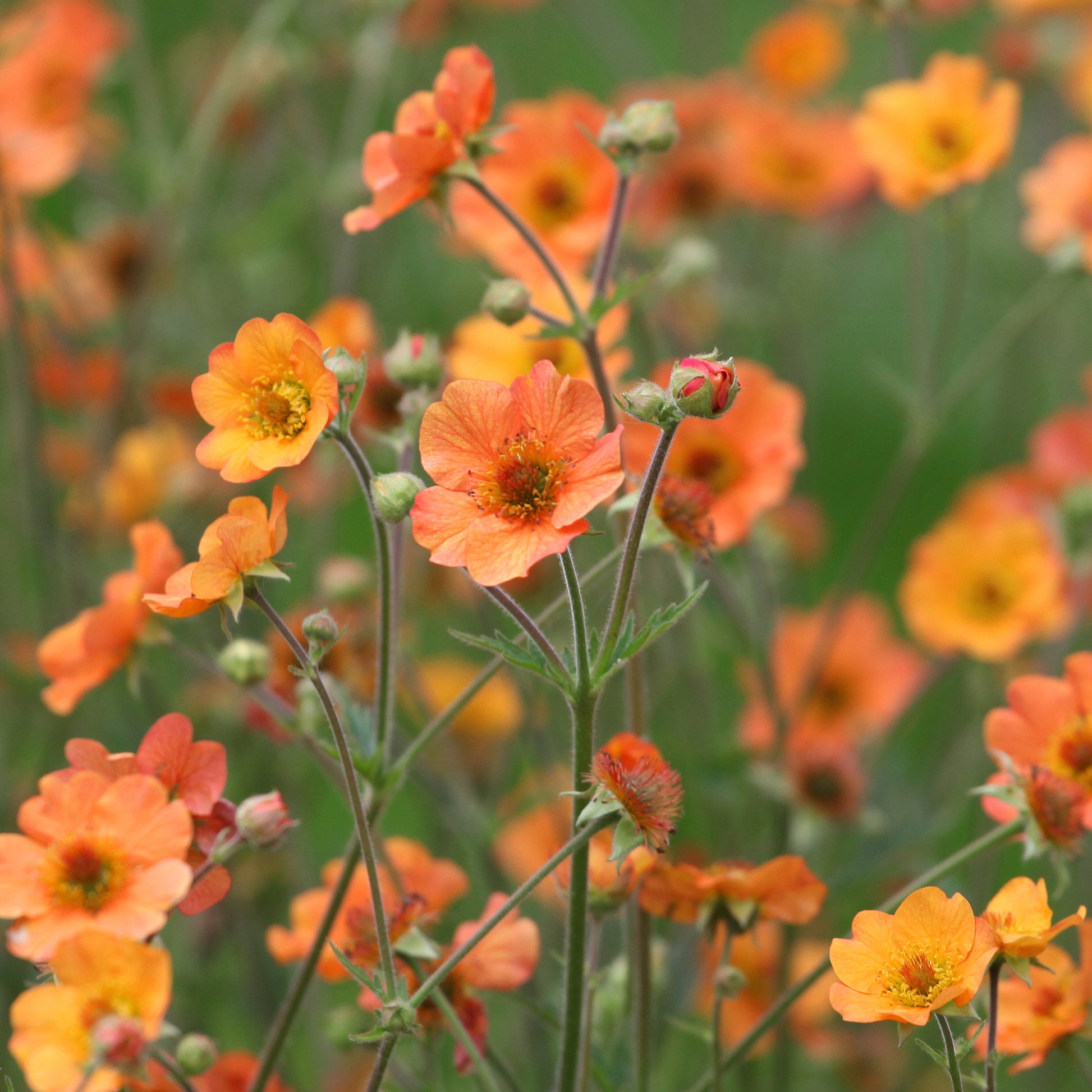 Nagelkruid Totally Tangerine - Geum - Bakker
