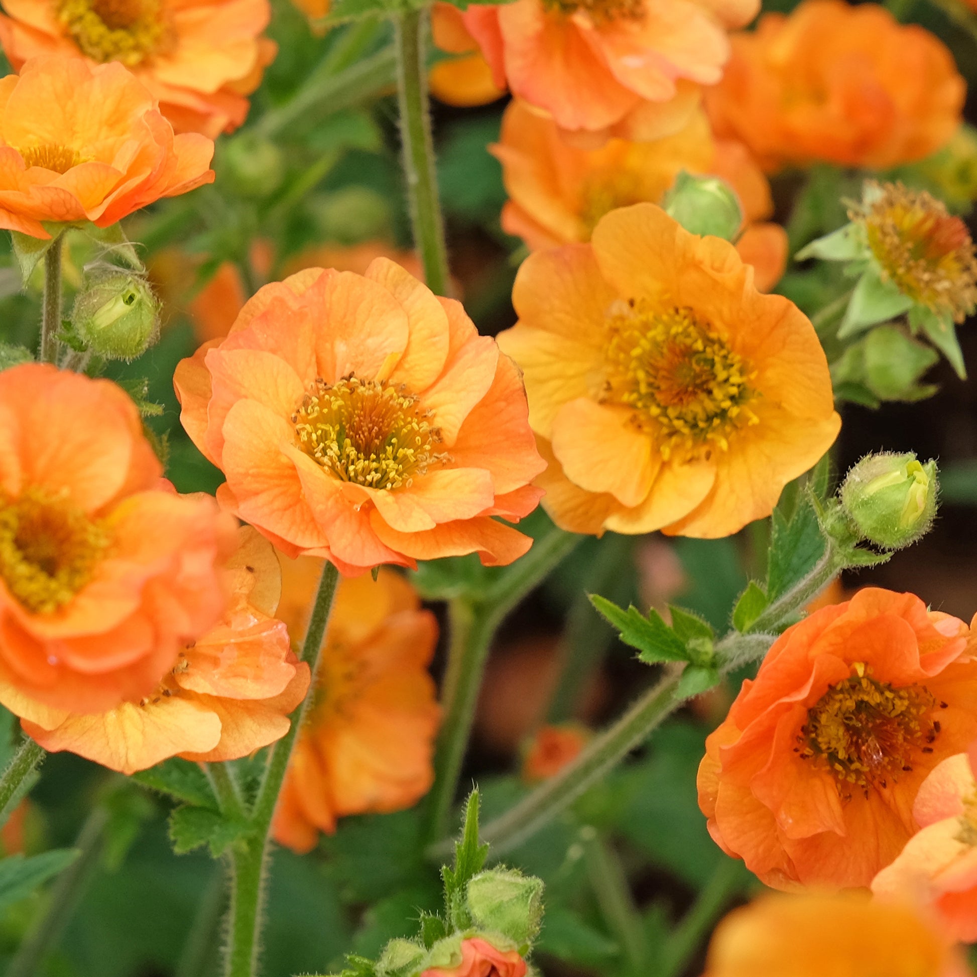 Geum - Nagelkruid Totally Tangerine - Geum Totally Tangerine