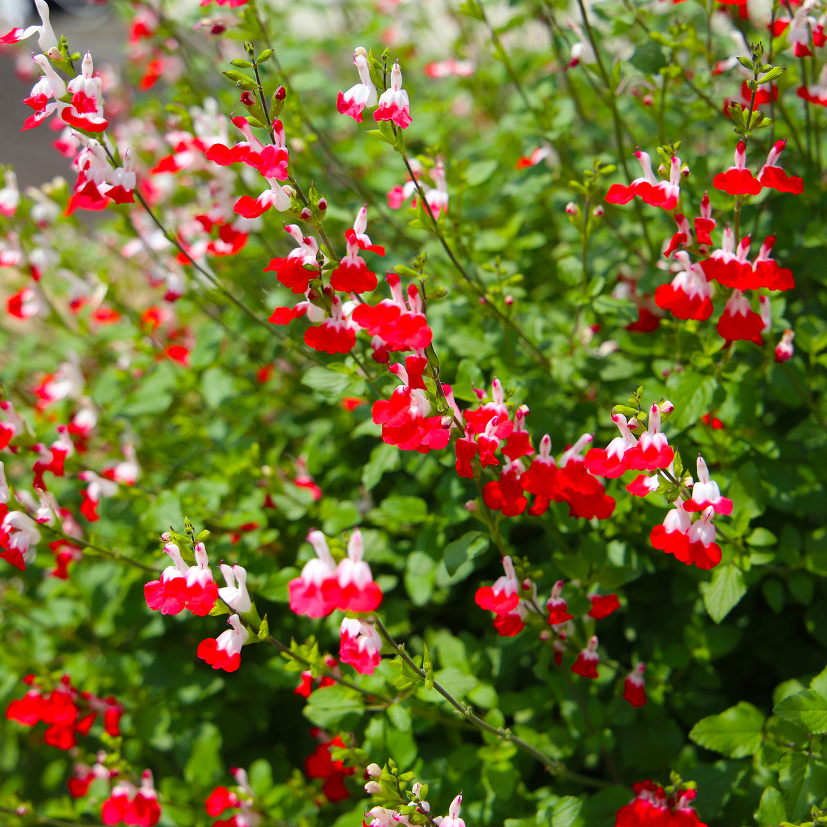 Salie 'Hotlips'