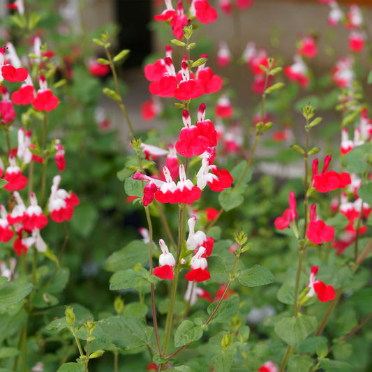Salie 'Hotlips' (x2) - Bakker