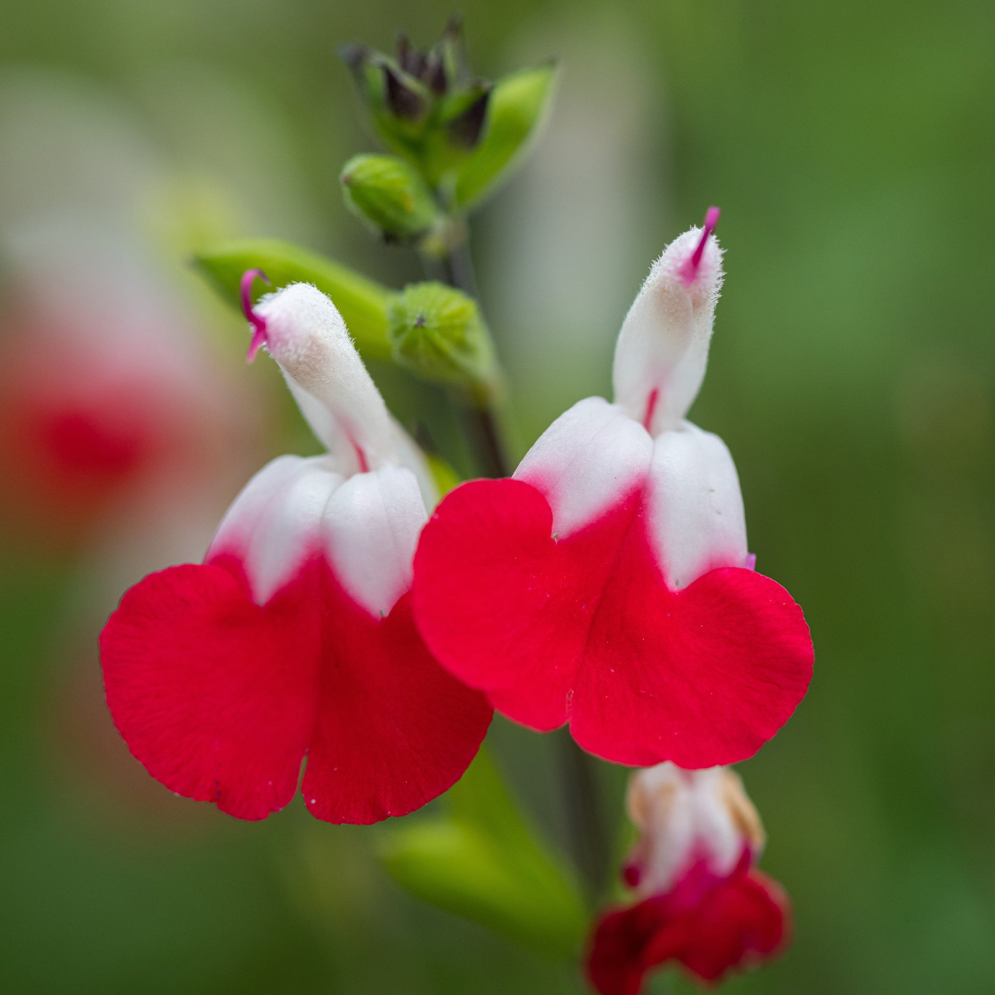 Salie 'Hotlips' - Salvia microphylla hotlips (grahamii) - Vaste planten