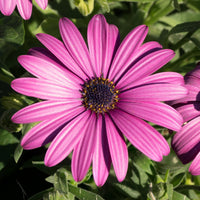 Spaanse margriet - paars (x3) - Bakker