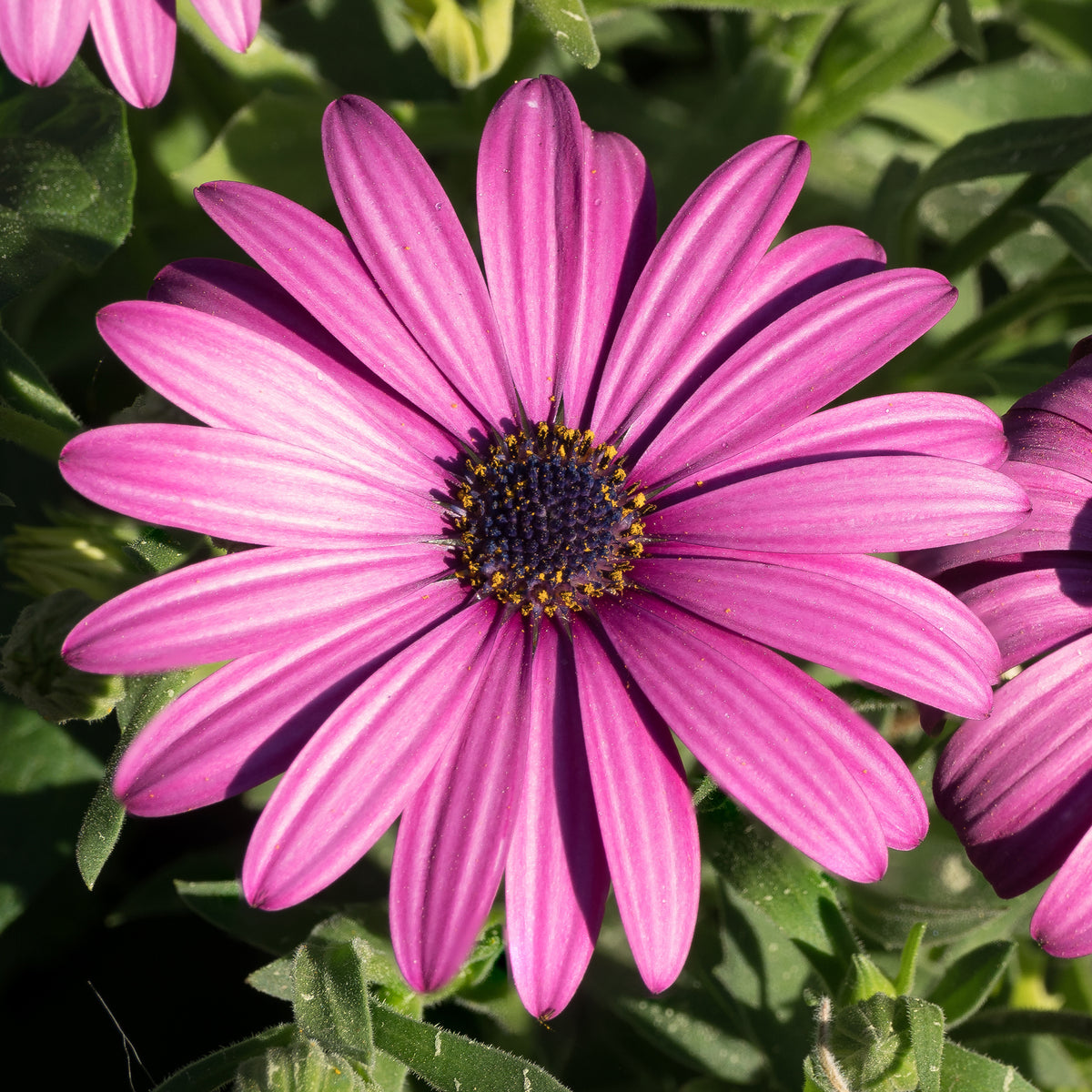 Spaanse margriet - paars (x3) - Bakker