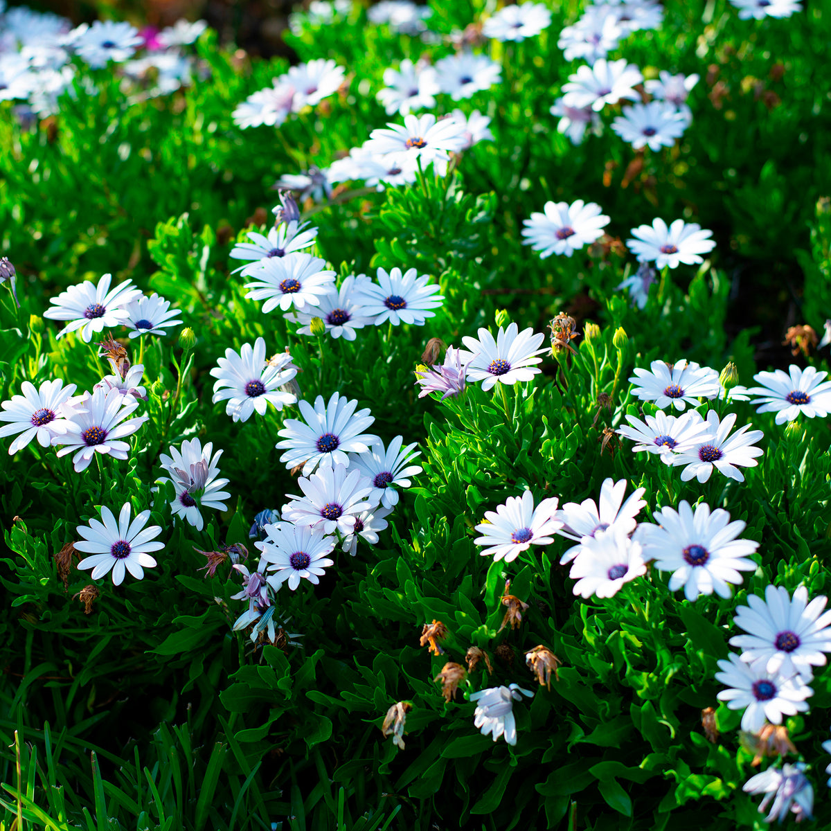 Margiet - wit (x3) - Osteospermum margarita white - Bakker