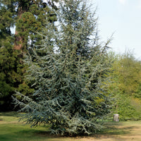 Verkoop Blauwe ceder - Cedrus atlantica glauca