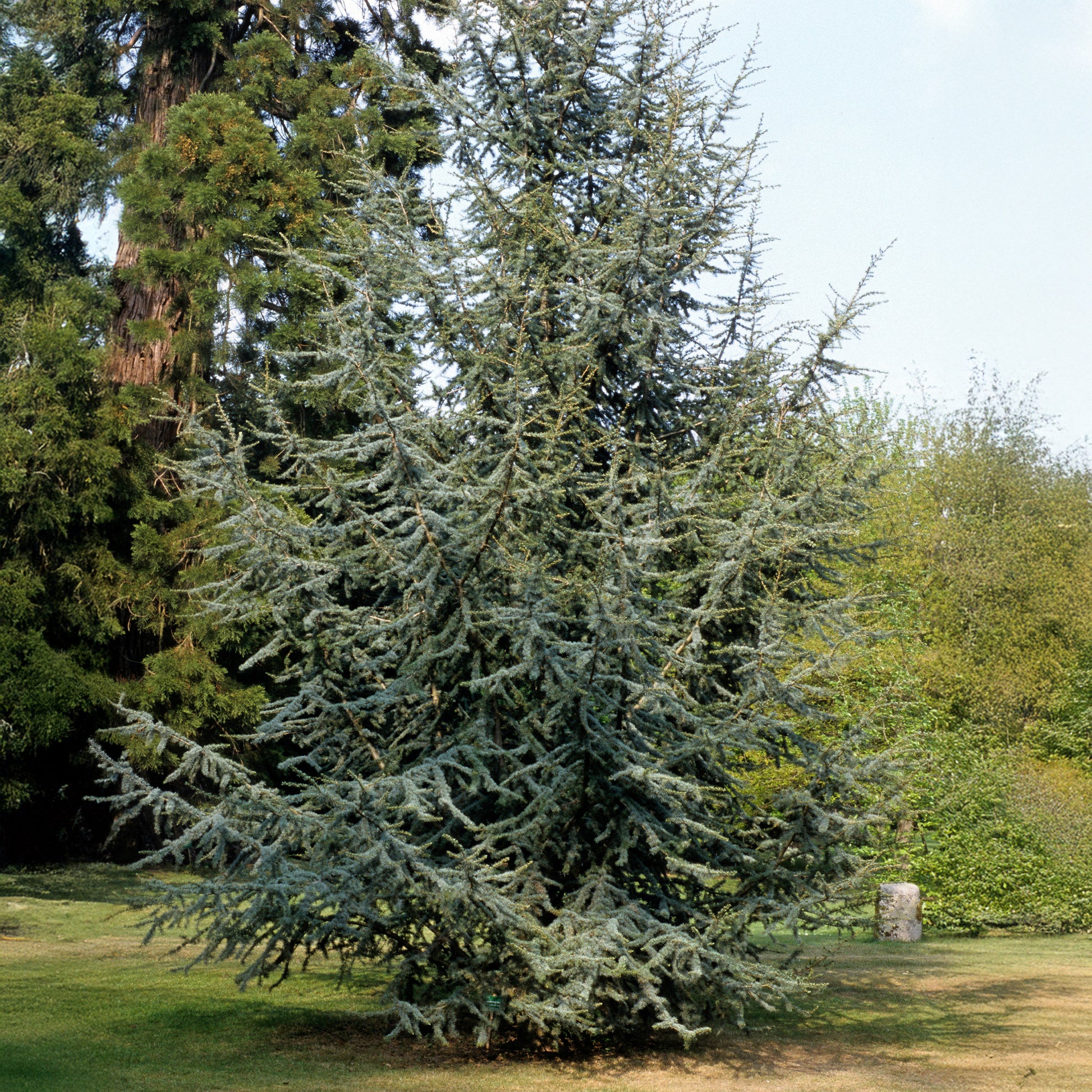 Verkoop Blauwe ceder - Cedrus atlantica glauca