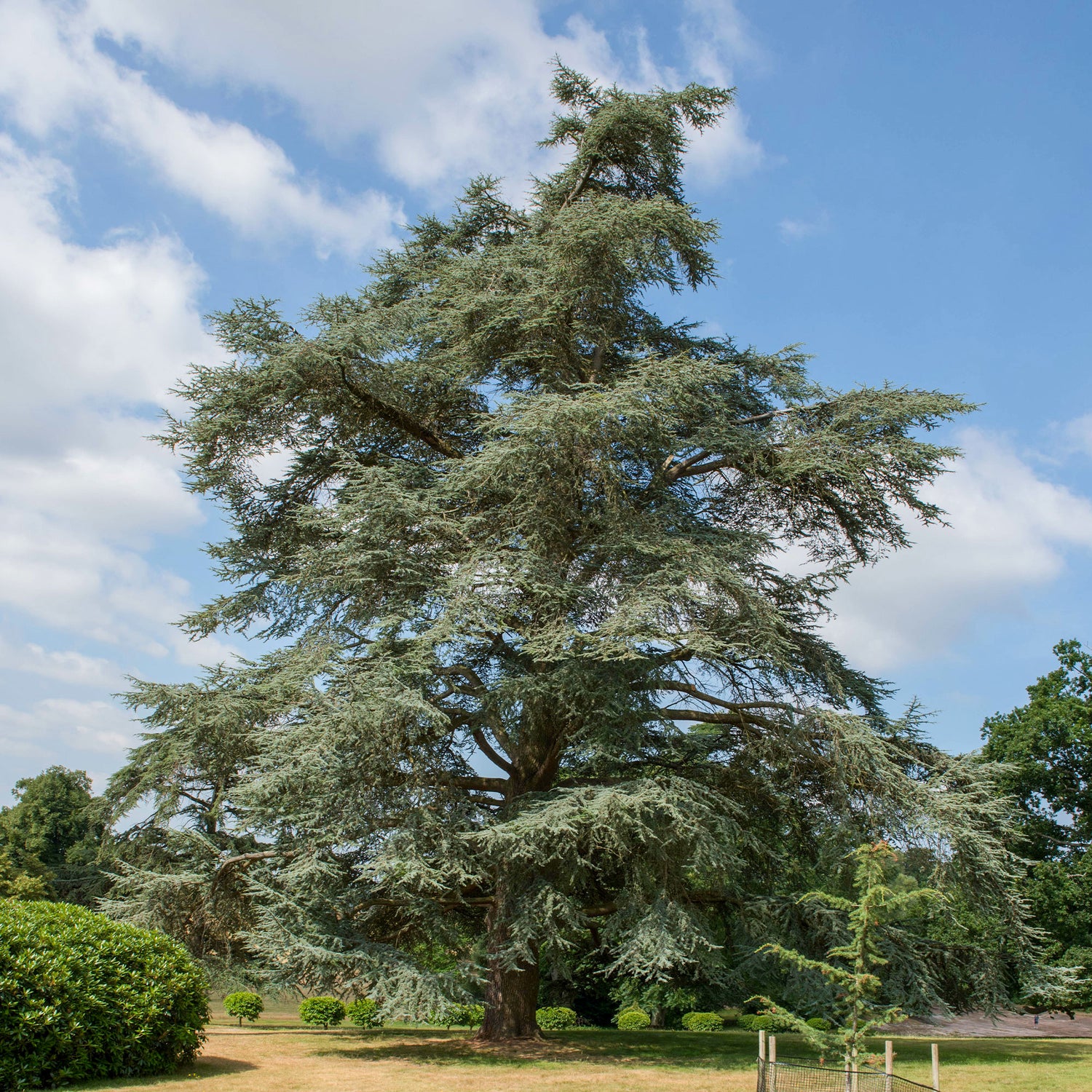 Cedrus - Ceder