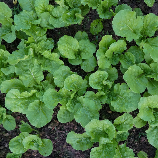 Groene Raapstelen - Bakker