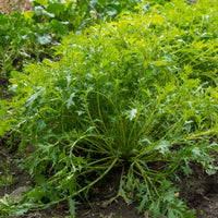 Raapsteel 'Mizuna' - BIO - Brassica rapa japonica mizuna - Bakker
