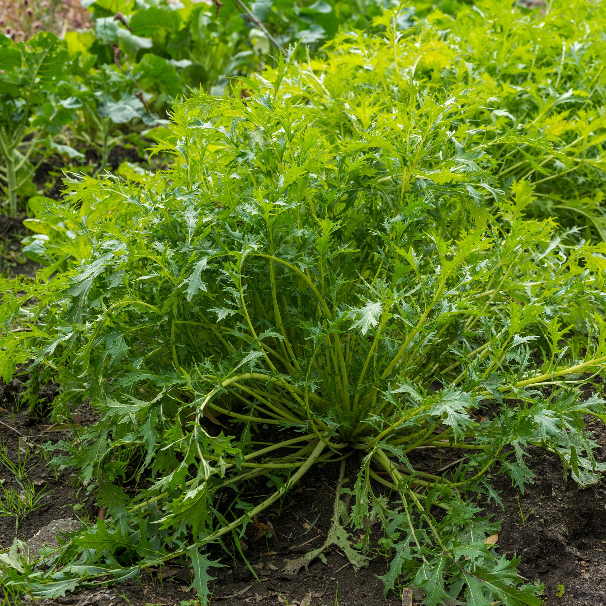 Raapsteel 'Mizuna' - BIO - Brassica rapa japonica mizuna - Bakker