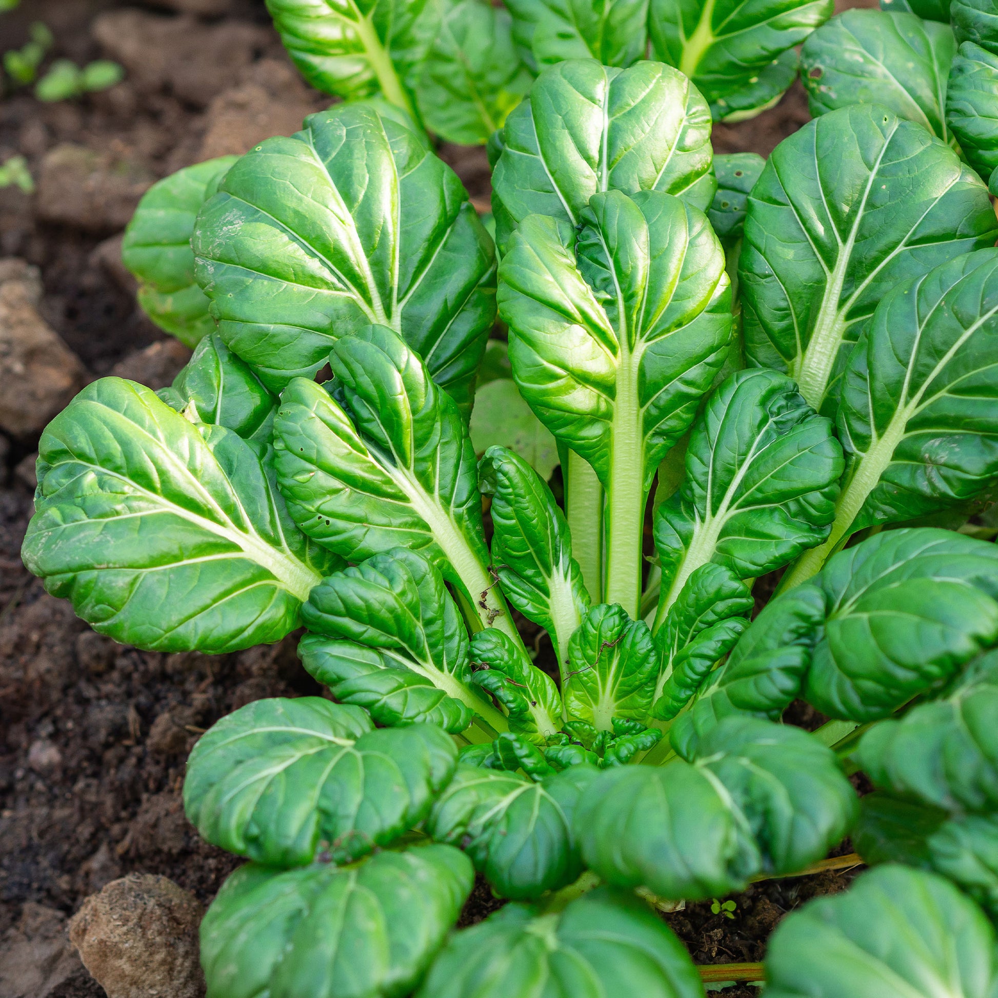 Tatsoi - BIO - Brassica rapa rosularis - Bakker