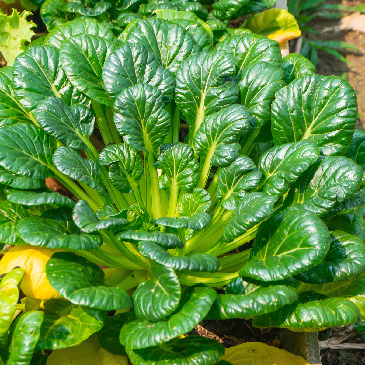 Tatsoi - BIO - Bakker