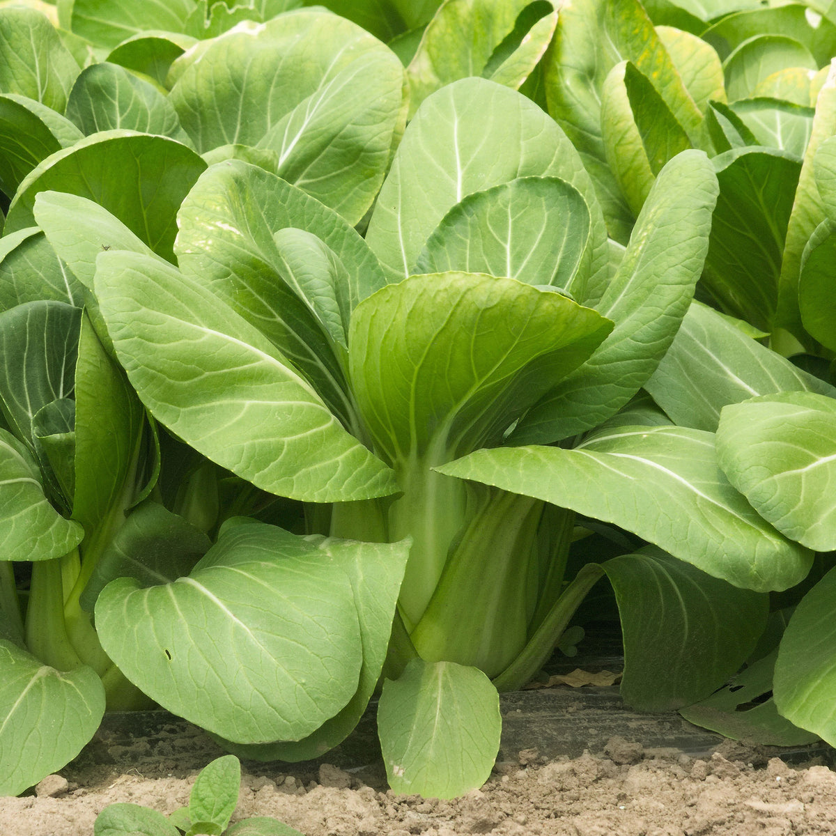 Koolzaden - Paksoi 'Green Fortune' - Brassica campestris chinensis green fortune