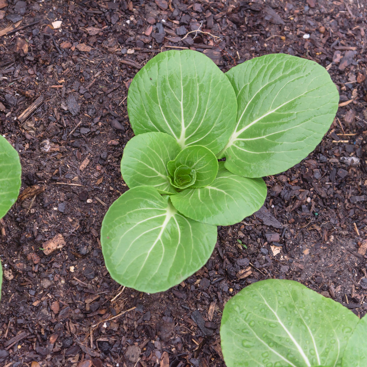 Paksoi 'Green Fortune' - Brassica campestris chinensis green fortune - Bakker
