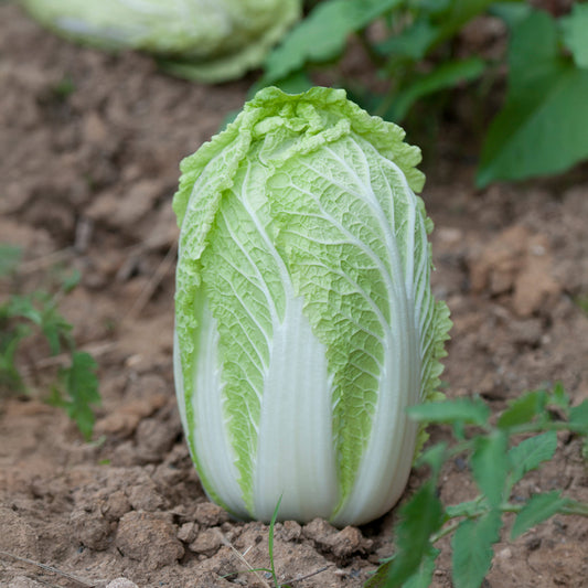 Chinese kool Spectrum F - Bakker