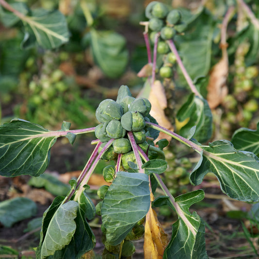 Spruiten 'Roodnerf' - Bakker