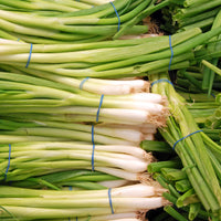Verkoop Grof bieslook 'Ishikura Long White' - Allium fistulosum ishikura long white