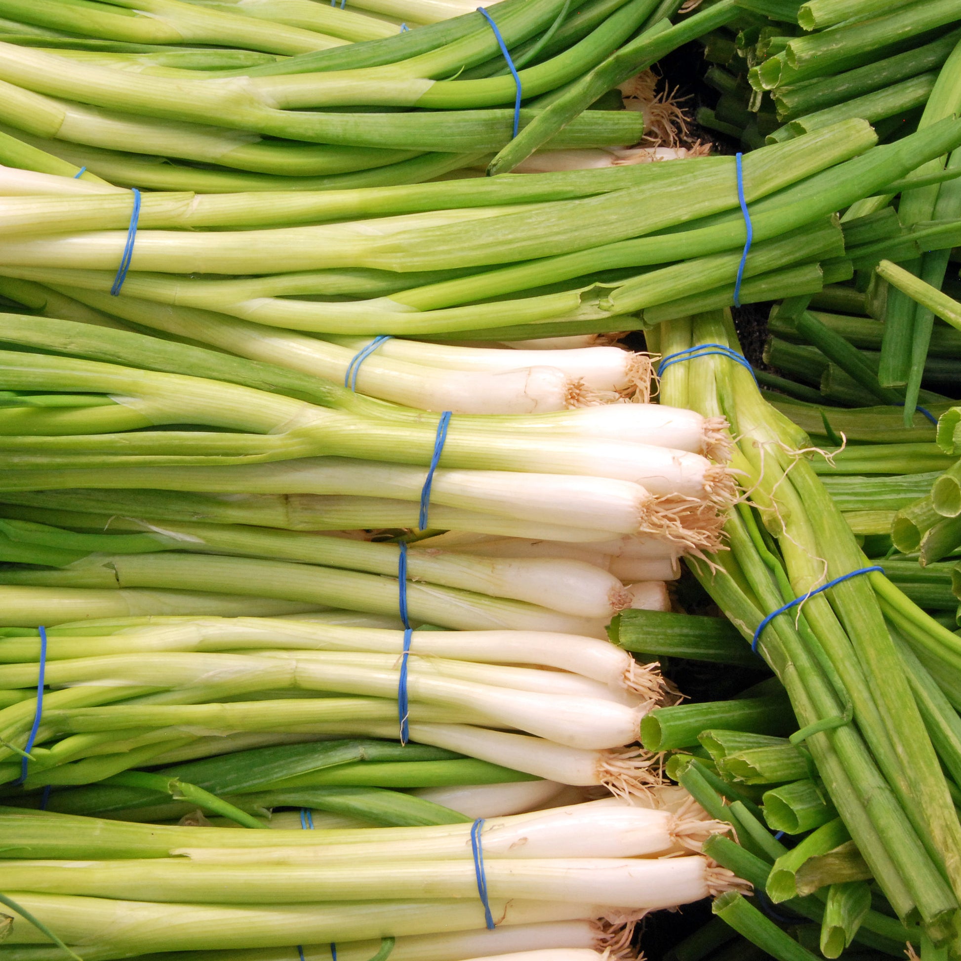 Verkoop Grof bieslook 'Ishikura Long White' - Allium fistulosum ishikura long white