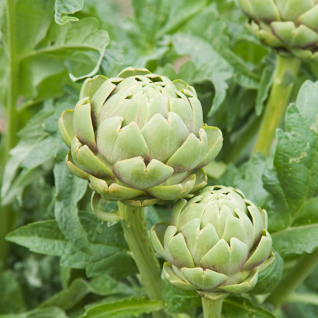 aardbeien planten overwinteren Biologische Aardbei plant bestellen? | Fragaria Ostara main image 1