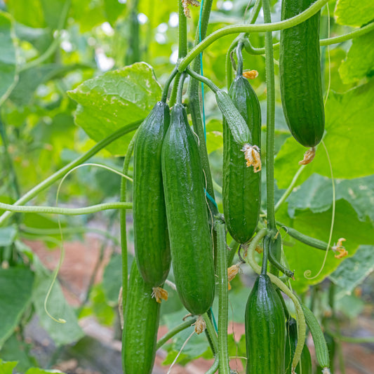 Komkommer 'Broumana F1'