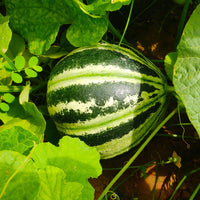 Meloen 'Oranje Ananas' - Bakker