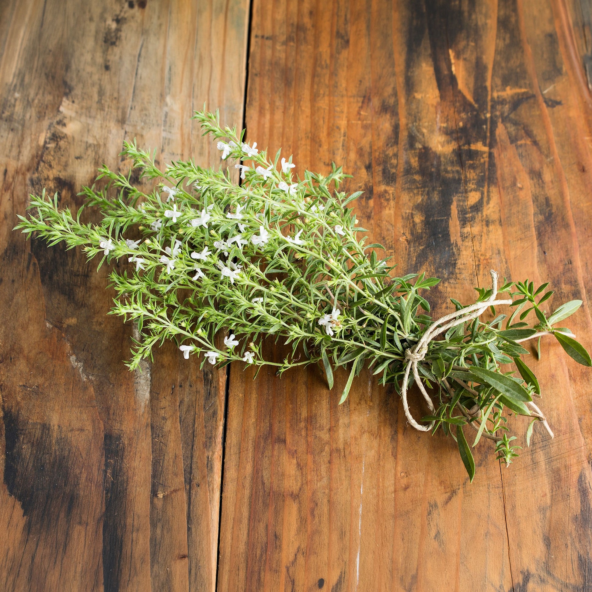 Bonenkruid - BIO - Satureja hortensis - Bakker