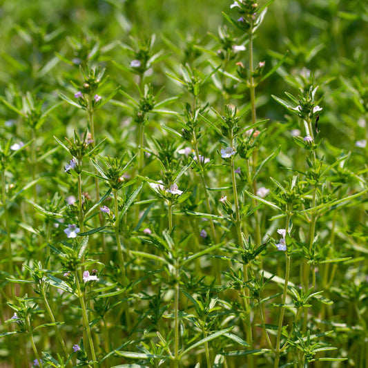 Bonenkruid - BIO - Bakker