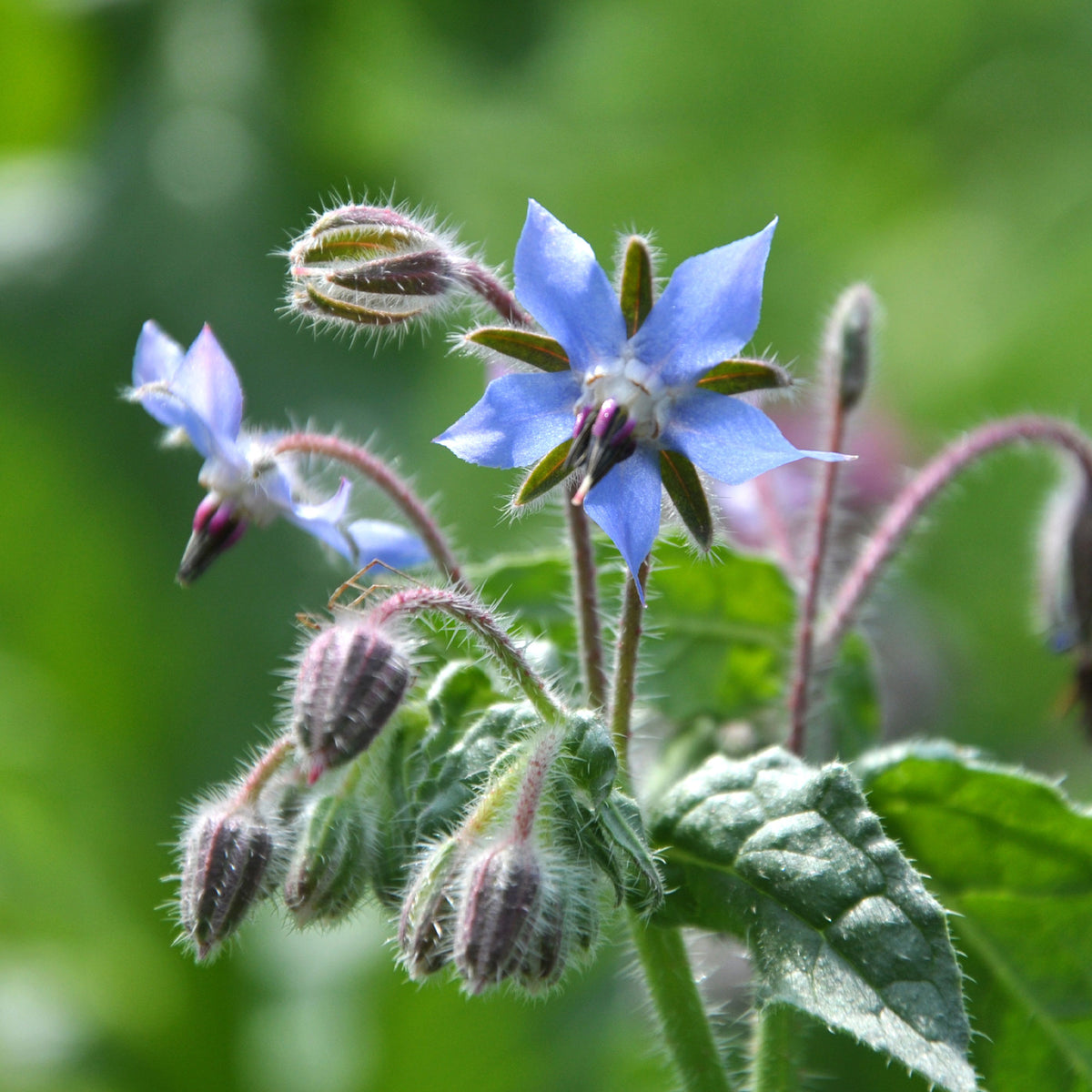 Bernagie - blauw - BIO - Borago officinalis - Bakker