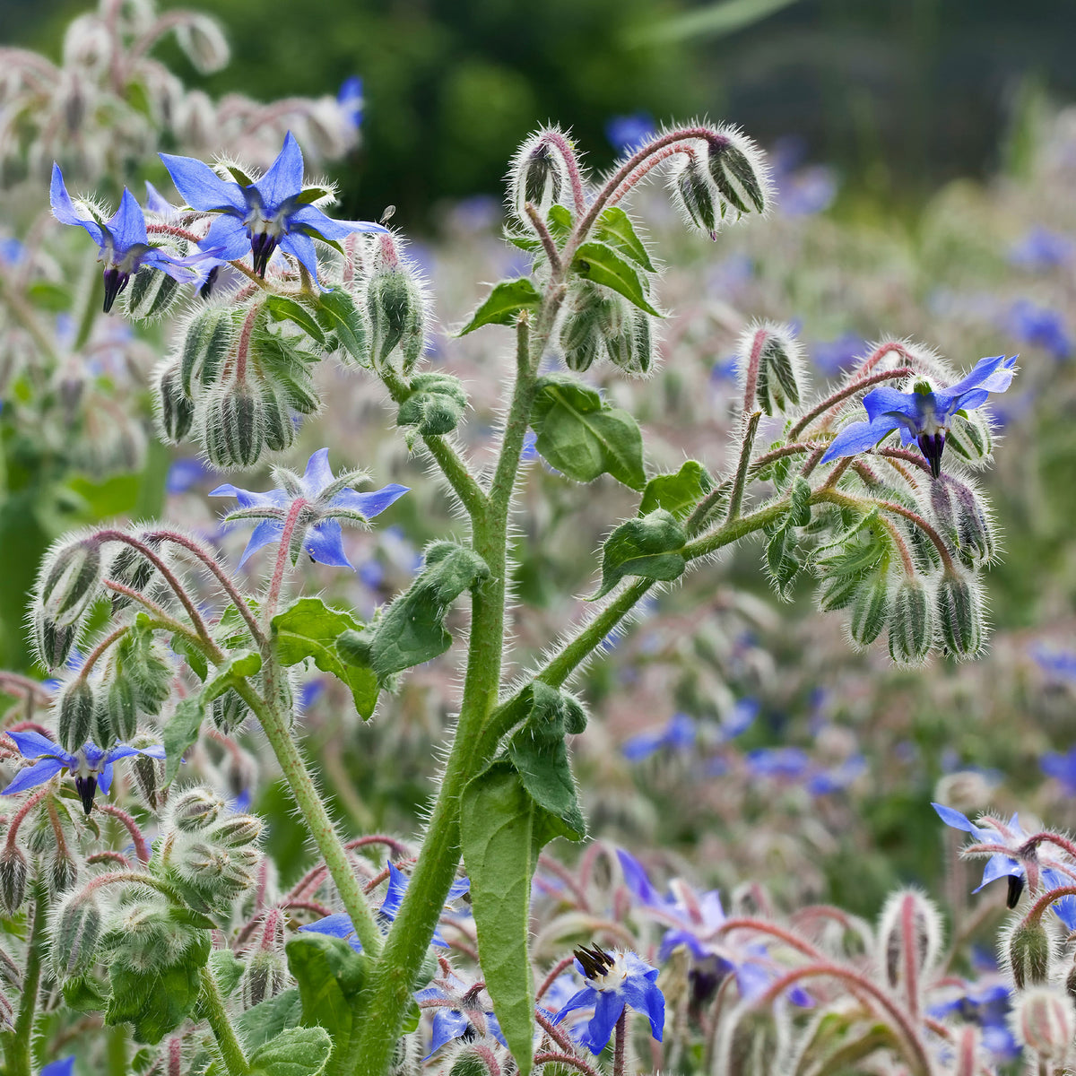 Bernagie - blauw - BIO - Bakker