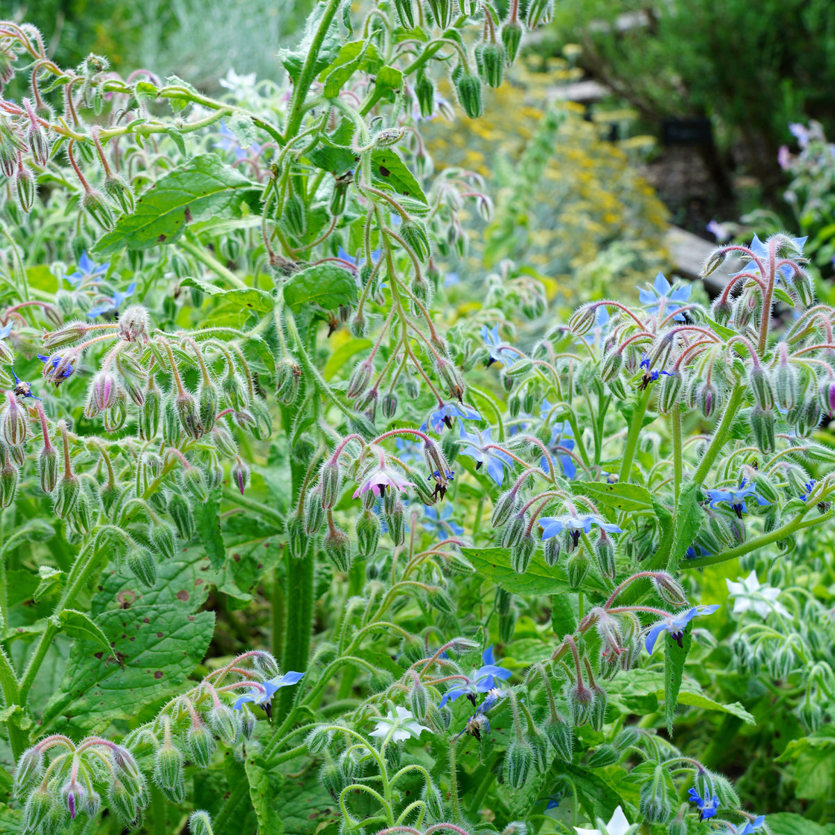 Borago officinalis - Bernagie - blauw - BIO - Eenjarige bloemzaden
