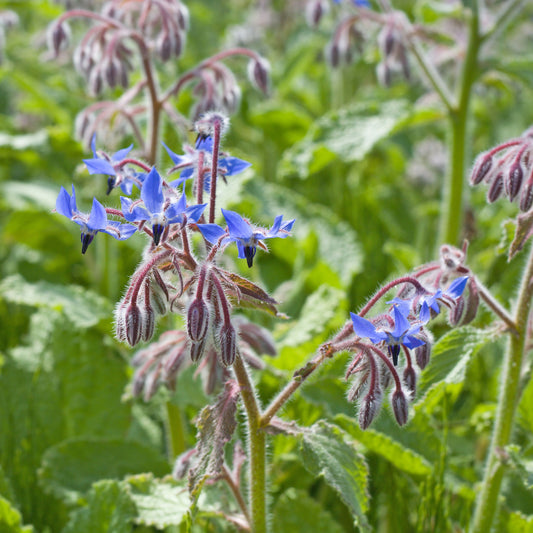 Bernagie - blauw + wit - Bakker