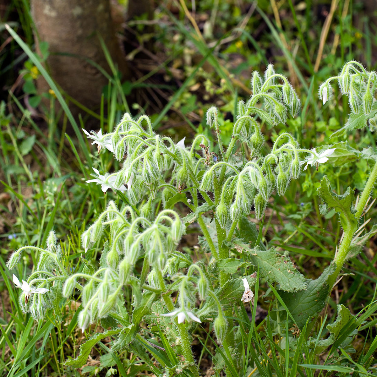 Bernagie - blauw + wit - Borago officinalis - Bakker