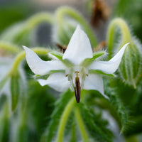 Eenjarige bloemzaden - Bernagie - blauw + wit - Borago officinalis
