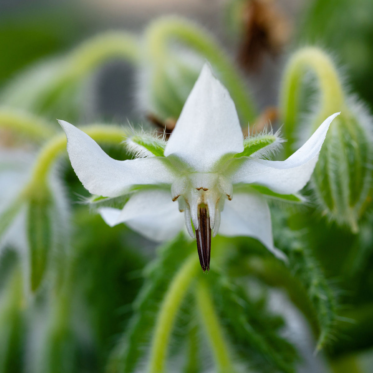 Eenjarige bloemzaden - Bernagie - blauw + wit - Borago officinalis