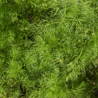 Dille 'Bouquet Compatto' - Anethum graveolens compatto - Bakker