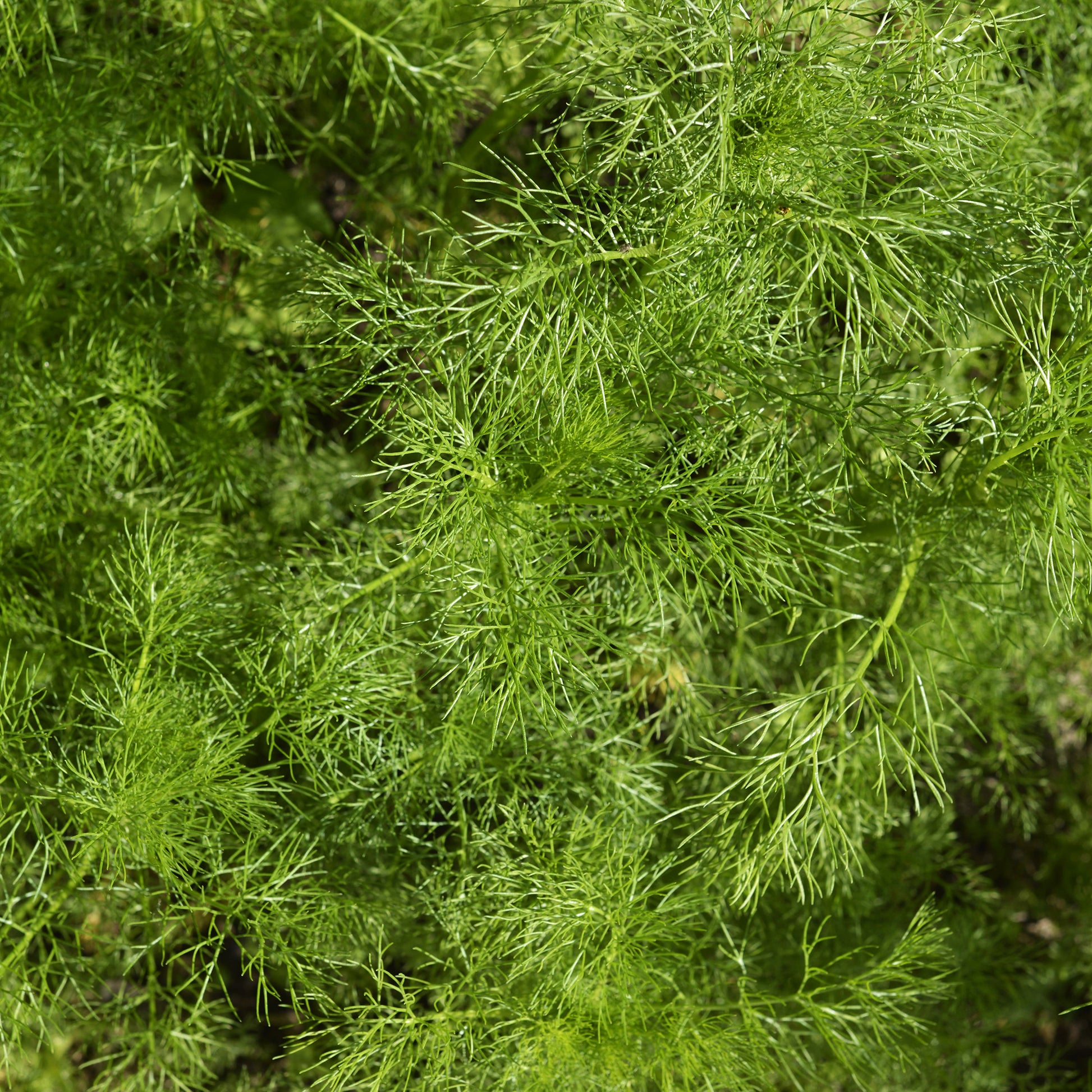 Dille 'Bouquet Compatto' - Anethum graveolens compatto - Bakker