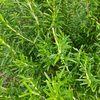 Kruidenzaden - Rozemarijn zaden - Salvia rosmarinus