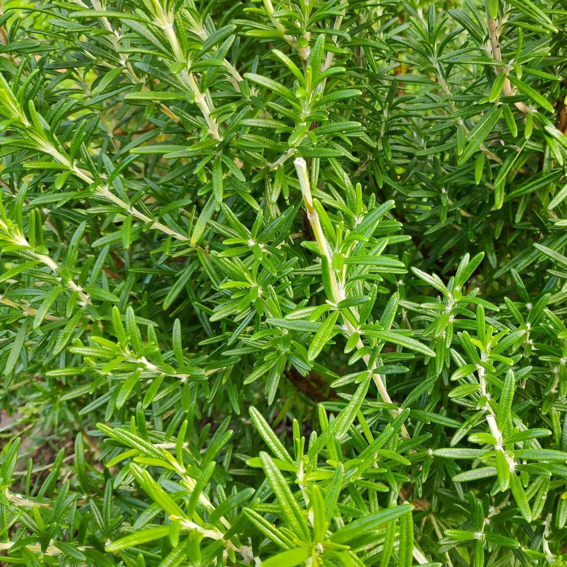 Kruidenzaden - Rozemarijn zaden - Salvia rosmarinus