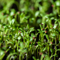 Tuinkers Cresso Bio - Lepidium sativum - Bakker