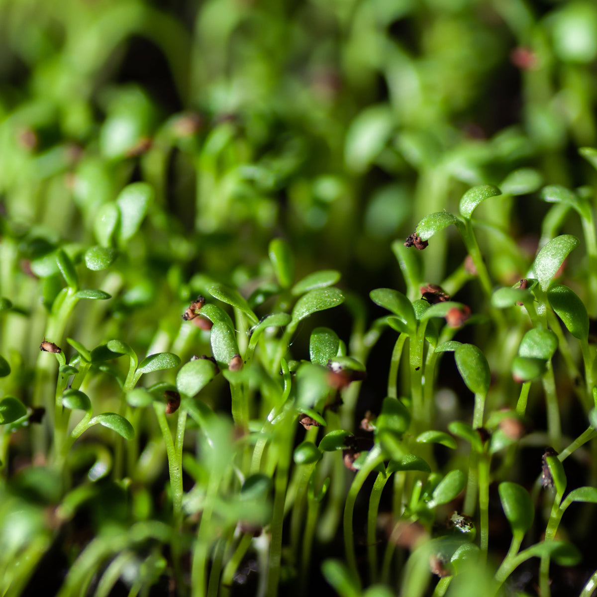 Tuinkers Cresso Bio - Lepidium sativum - Bakker