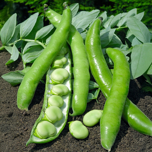 Tuinboon 'Driemaal Wit' - Bakker