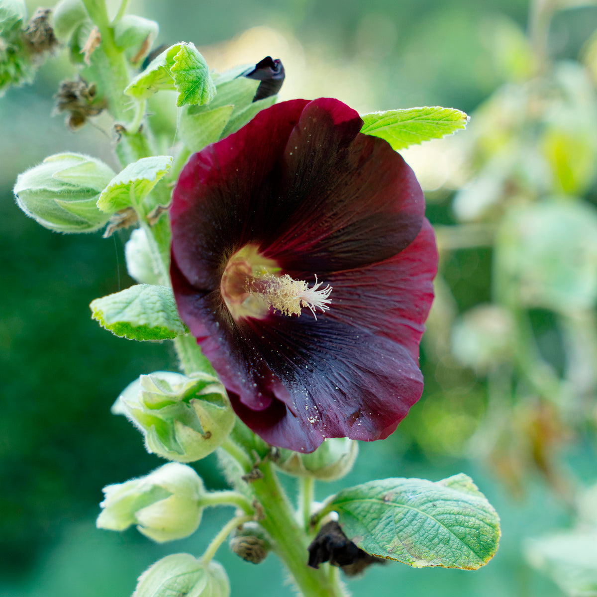Stokroos 'Jet Black' - Alcea rosea var. nigra - Bakker