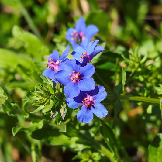 Anagallis monelli - Blue Noon - Bakker