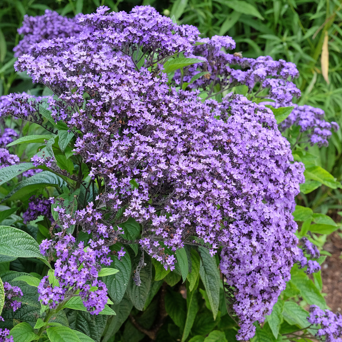 Vanillebloem Heliotropium Marine - Bakker