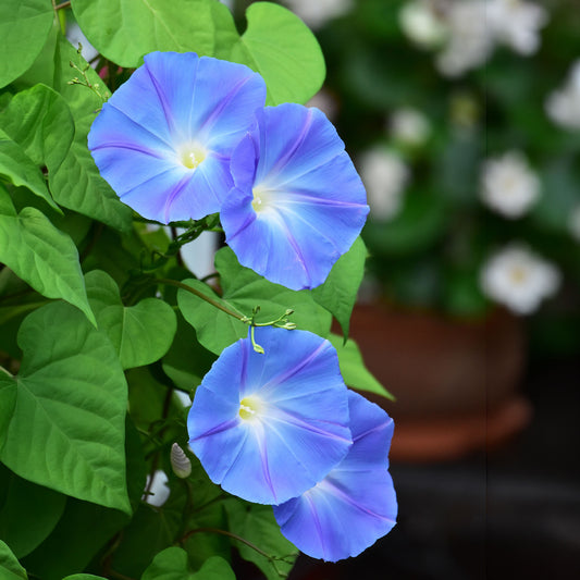 Grootbloemige klimmende winde 'Heavenly Blue' - Bakker