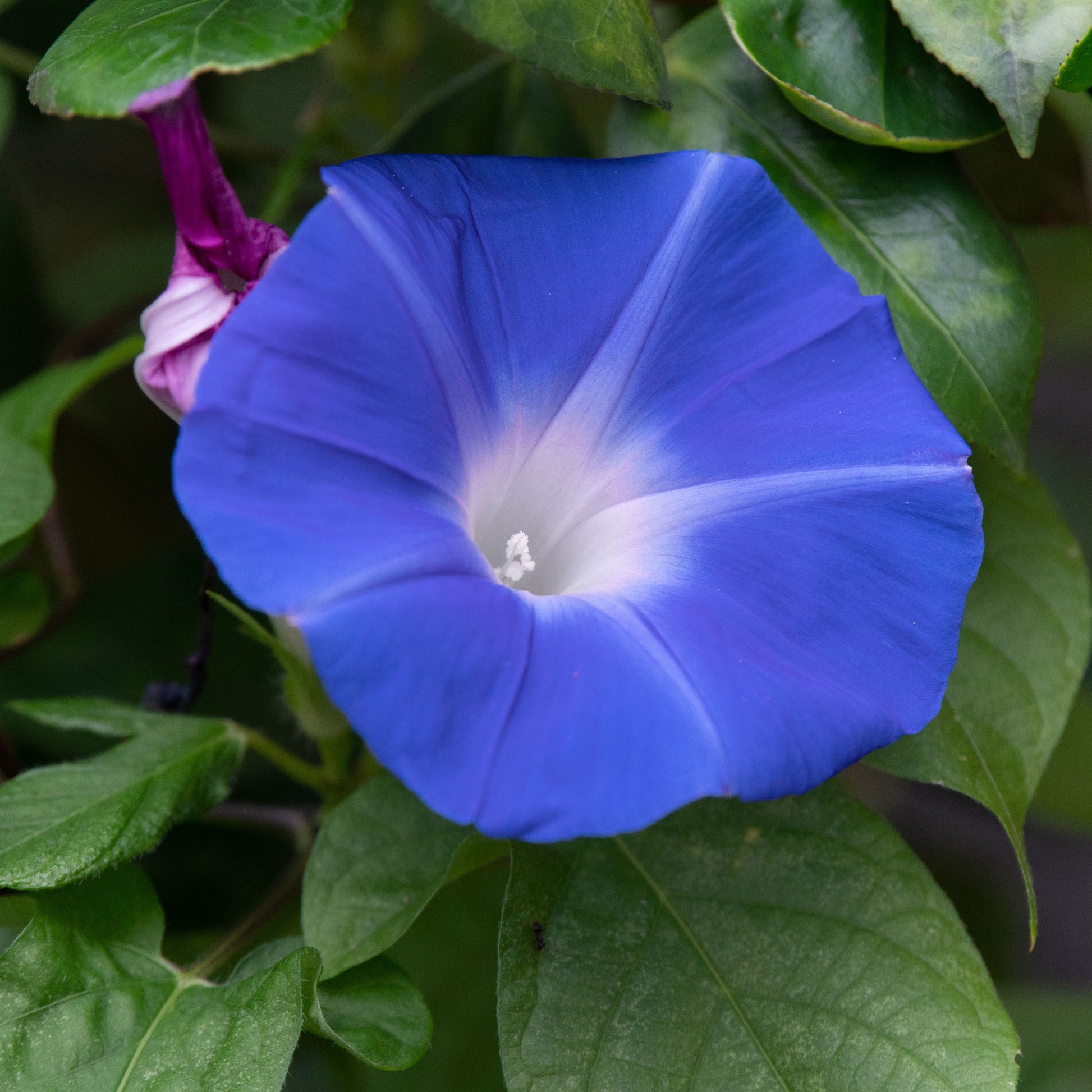 Eenjarige bloemzaden - Grootbloemige klimmende winde 'Heavenly Blue' - Ipomoea tricolor heavenly blue